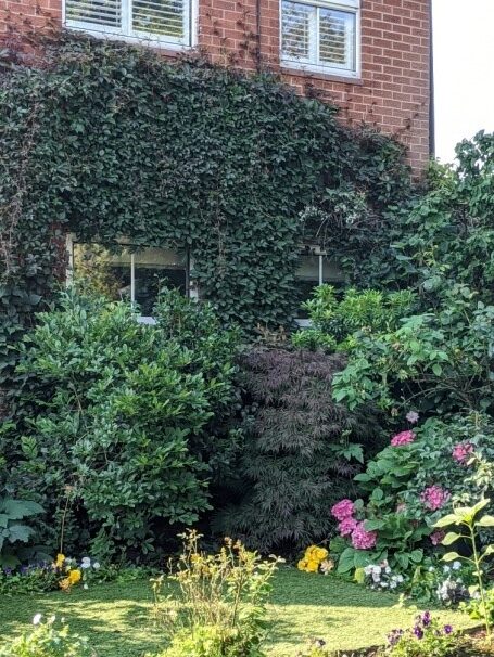 Climbing plant up a property